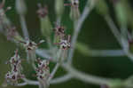 Pale Indian plantain